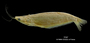 Epapterus blohmi FMNH 94854 2 para lat